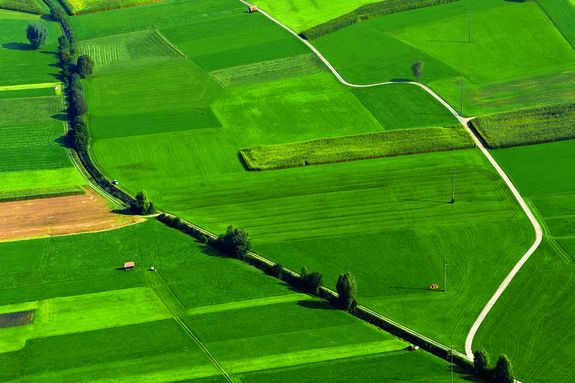 high angle photography of green plant