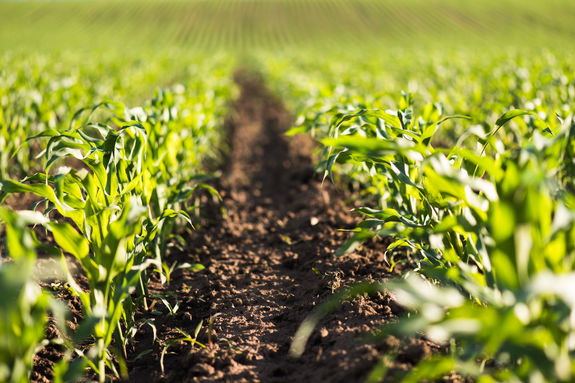 Plant of young green corn at field